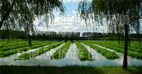 农业浮岛,农业种植浮岛,生态浮岛,生态浮床,生物浮岛,人工浮岛,人工浮床,生物浮床