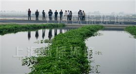 农业浮岛,农业种植浮岛,生态浮岛,生态浮床,生物浮岛,人工浮岛,人工浮床,生物浮床