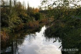 水渠堤岸植被