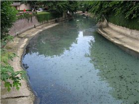 底泥改良剂投加前，底泥上浮，臭气溢出
