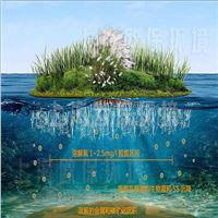 净化农村污水新方式：构建水生植物及浮动系统
