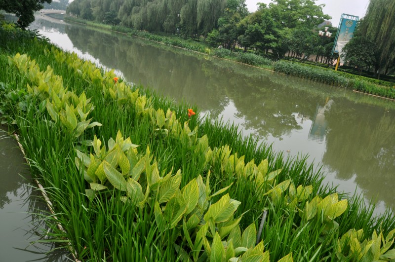 里水首个生态浮岛落水，整治著见成效