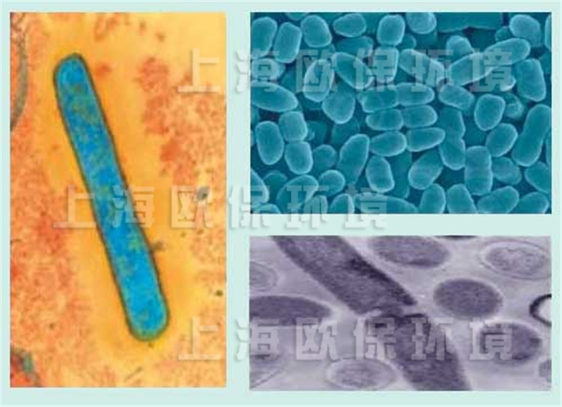 显微镜下速效消除黑臭微生物菌落