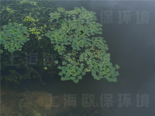 上海绿地东岸莲城，人工湖水处理