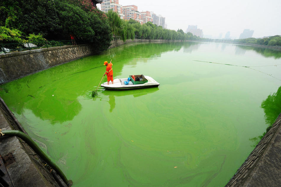杭州水源地遭大面积蓝藻入侵|行业动态|上海欧保环境:021-51388268