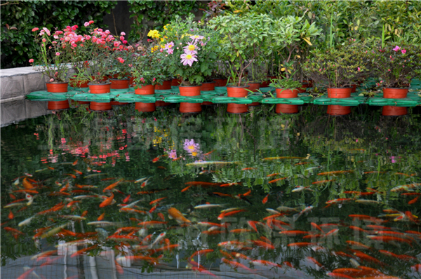上海某企业景观鱼池遮阴及水上绿化项目