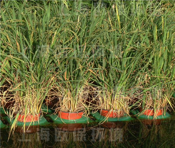复氧型生态浮岛应用于水上农业