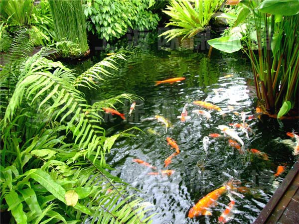 箱式生物过滤器工程案例——创造自然生态鱼池