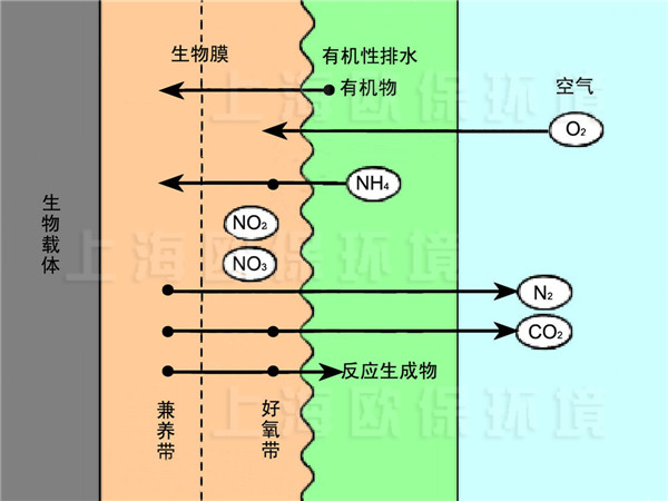 中水深度净化滤槽中生物膜净化原理