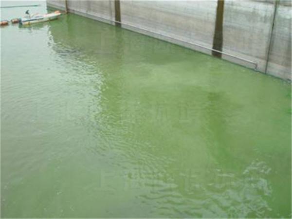 使用蓝藻消除剂后，藻类逐渐聚集沉降，慢慢消解