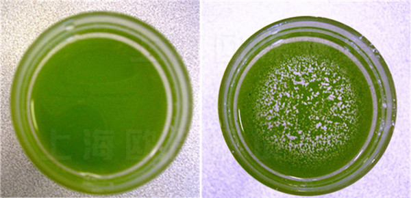将蓝藻消除剂粉剂撒在蓝藻水样中，藻类迅速聚集沉降