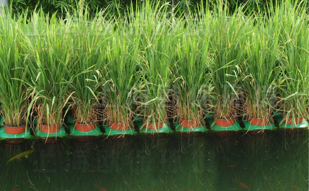 受欢迎的可种植水稻的生态浮岛