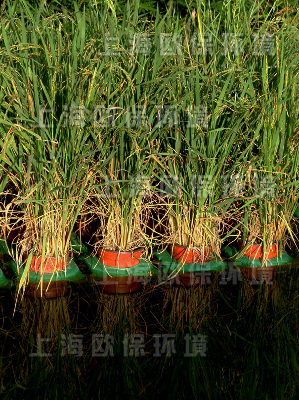 采用生态浮岛工艺种植水稻等经济作物的氧化塘工艺