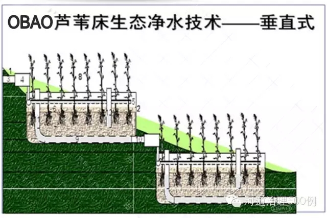 芦苇床生态净水系统