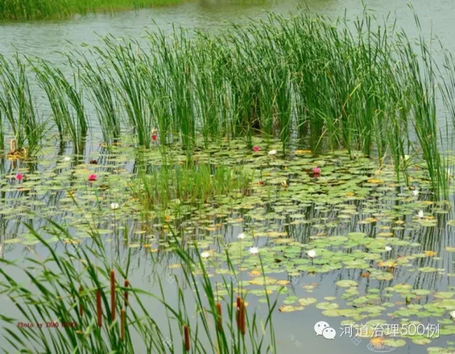 湿地生态塘