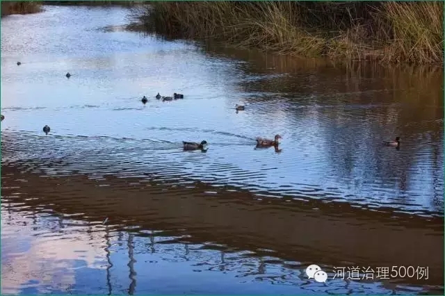 2010年，对河流及其自然生境的恢复，使一些本土的动植物得以保护