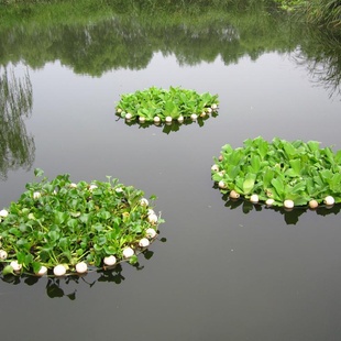 "早上沿着湖岸遛弯时发现,生态浮岛里的植物长得参差不齐,有些甚至