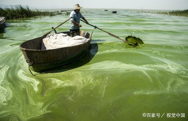 巢湖蓝藻，几乎年年爆发，工人在打捞蓝藻