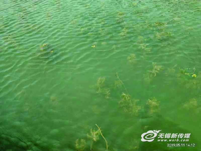 遏制蓝藻生长 无锡首次开放水域种植6万平方米水下森林