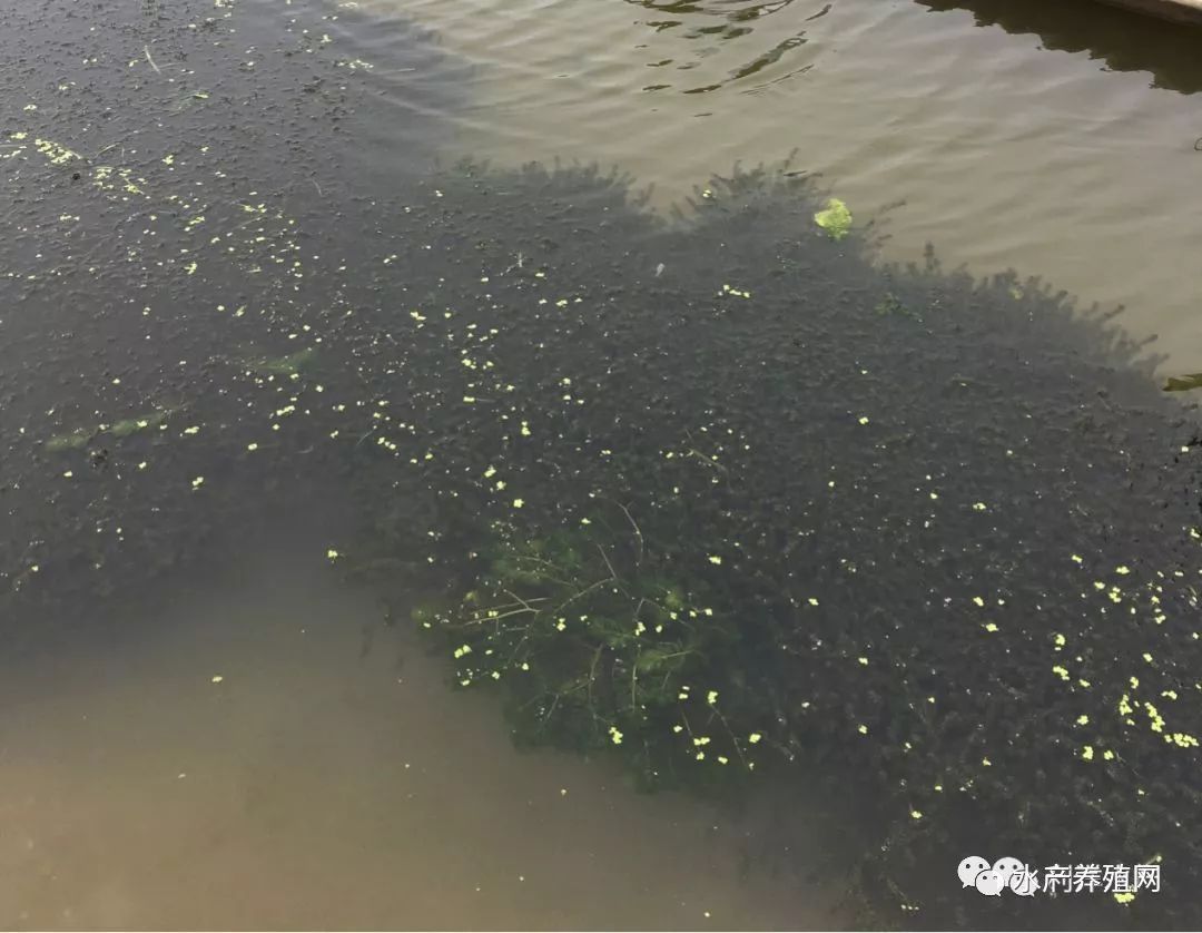 河蟹塘里有蓝藻，养殖户应该怎么做？