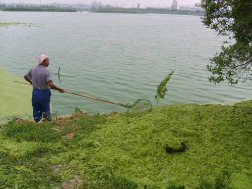 夏季蓝藻爆发高峰期，有啥有效的治理方法，老农有啥好建议？ 
