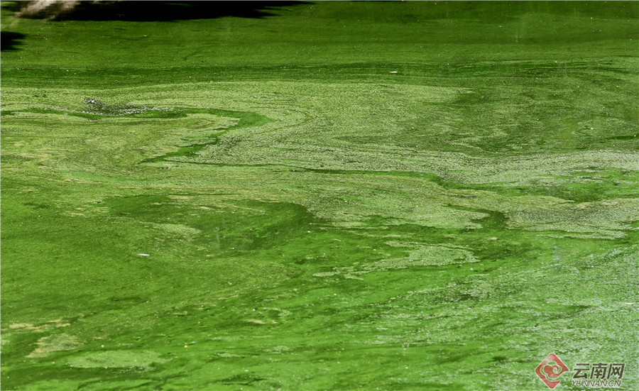 昆明大观河道出现蓝藻水华富集 市民希望及时开展除藻作业