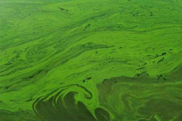 太湖爆发蓝藻后，受到影响最大的为什么是无锡？