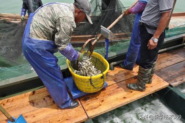 太湖里的这群鱼可吞吃蓝藻5千吨，并成功培育出“夏花”