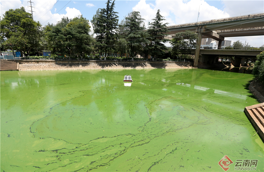 昆明大观河道出现蓝藻水华富集 市民希望及时开展除藻作业