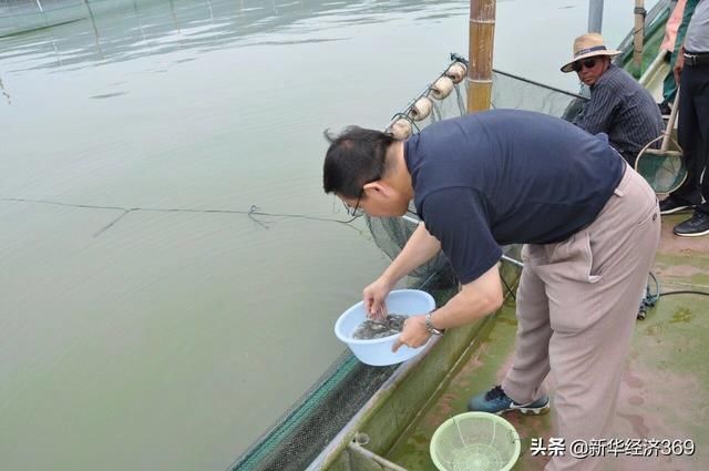 太湖里的这群鱼可吞吃蓝藻5千吨，并成功培育出“夏花”