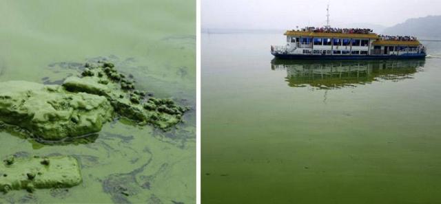 太湖爆发蓝藻后，受到影响最大的为什么是无锡？