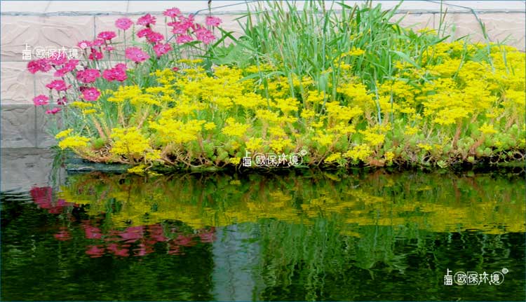 浮田型漂浮湿地-水上绿化