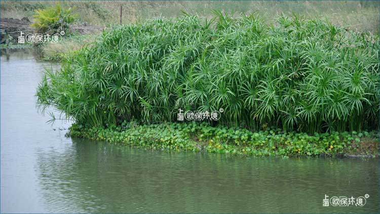 浮田型生态浮岛