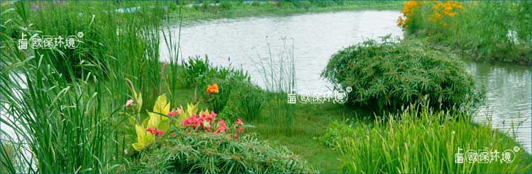 浮田型漂浮湿地植物全覆盖，植物错落更具景观性