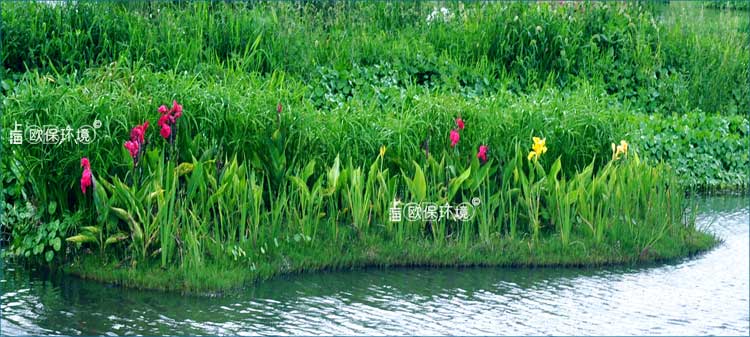 浮田型漂浮湿地用于水上绿化，净水+绿化双重功能