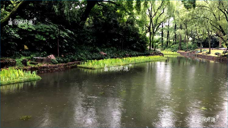 浮田型生态浮岛植物全覆盖，种植初期即可成形，看不到本体材料