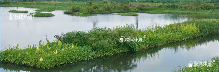 02浮田型生态浮岛上种植植物种类丰富，净化河道效果