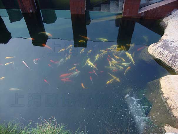 观赏鱼池治处理后,水体清澈见底 观赏鱼池治处理后,水体清澈见底