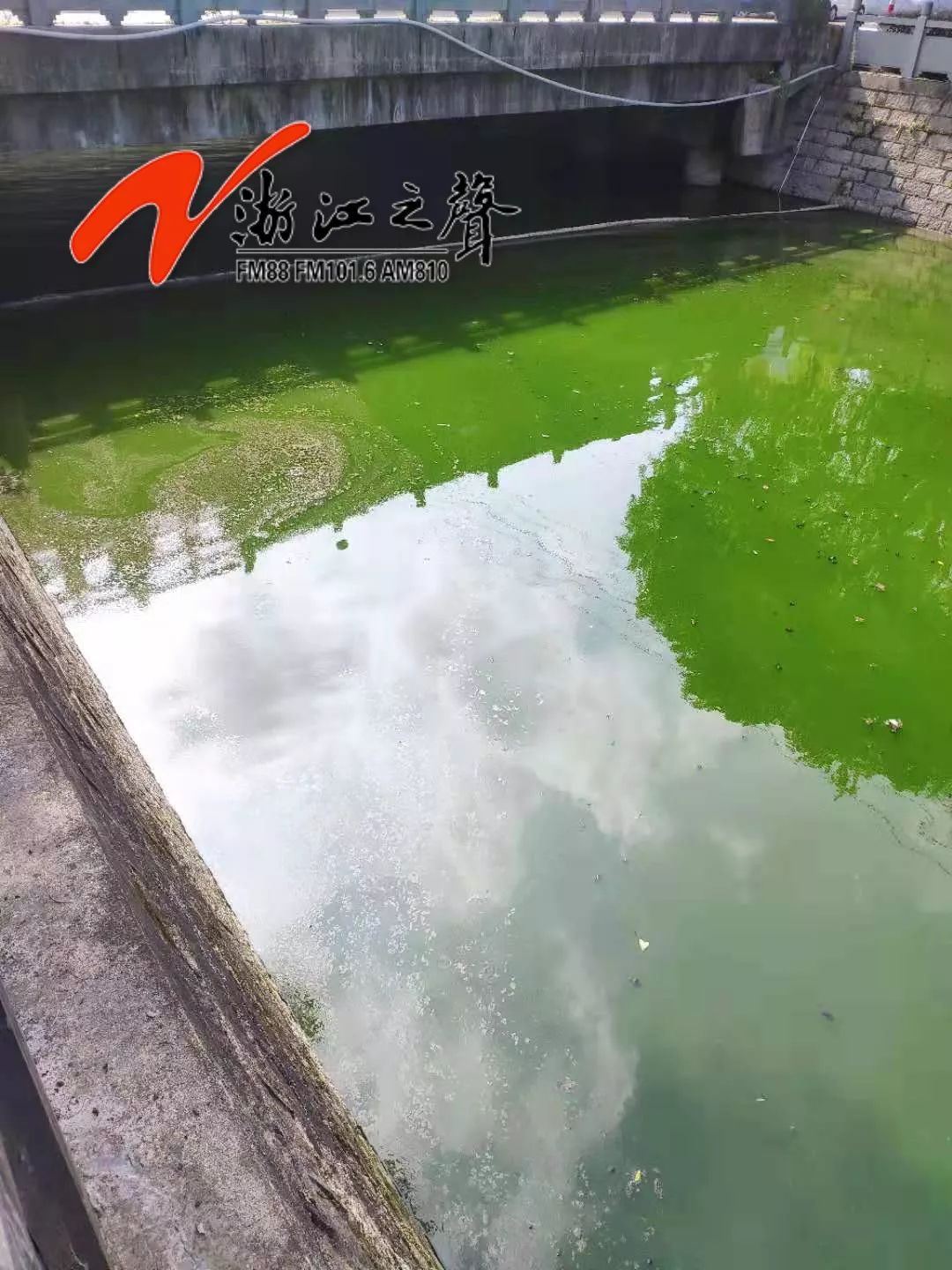 太恶心！温州鹿城多河道水体出现黑臭反弹