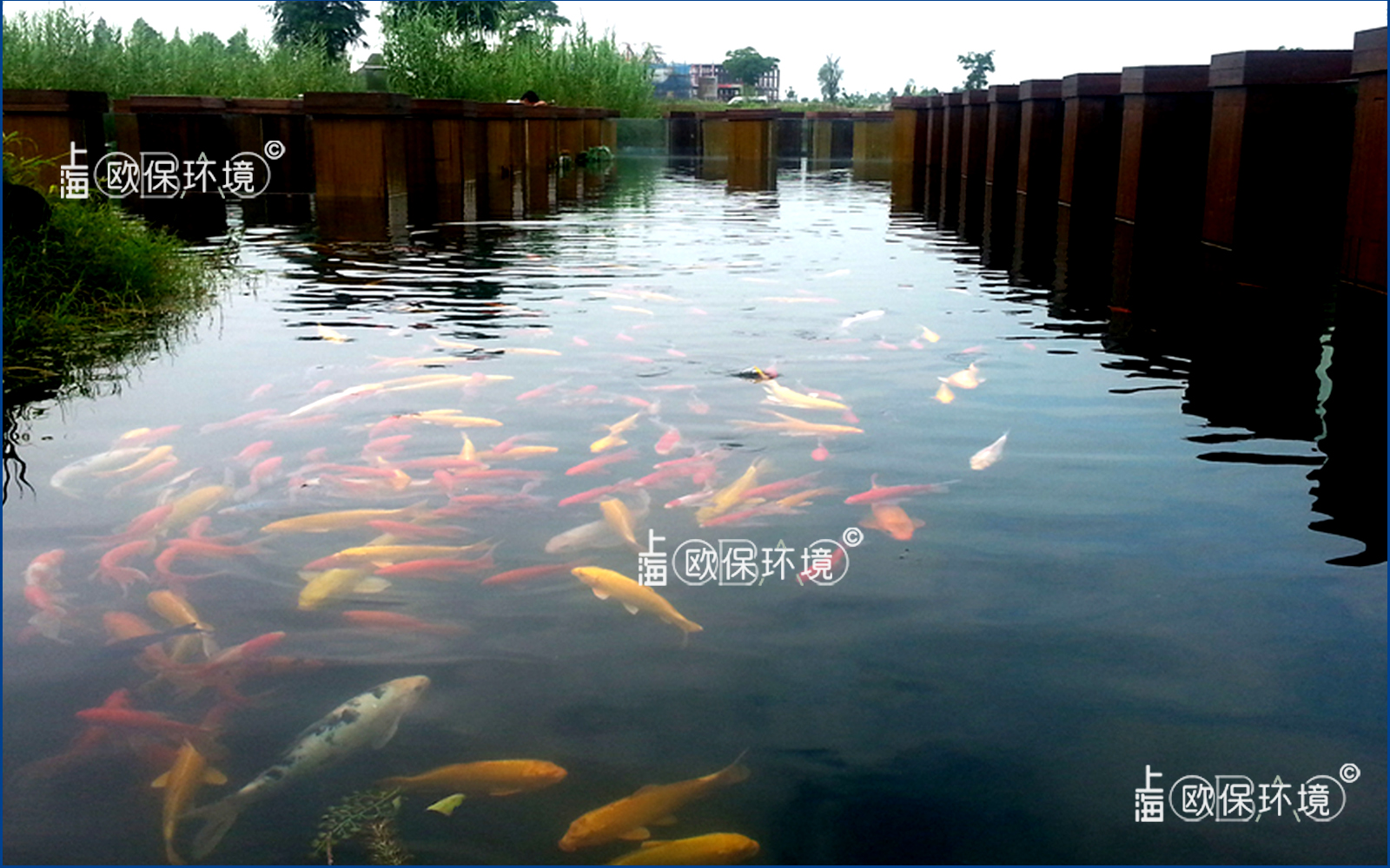 湿地公园水下长廊，廊道观赏鱼养殖及水净化