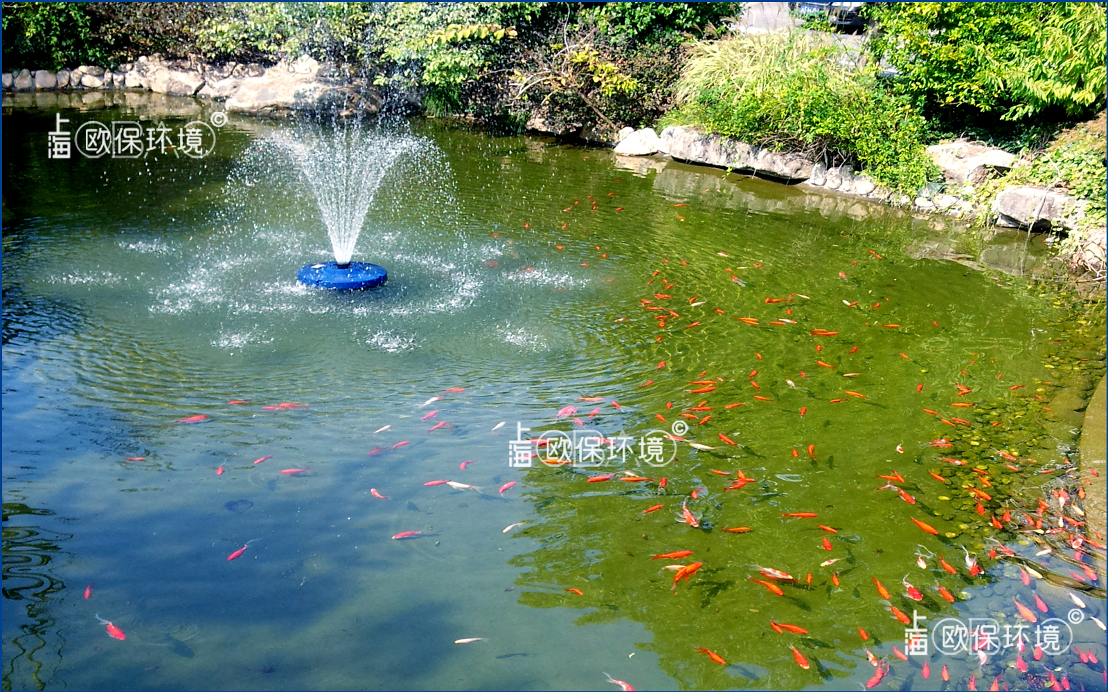 科技园休闲花园池塘，观赏鱼养殖及水净化