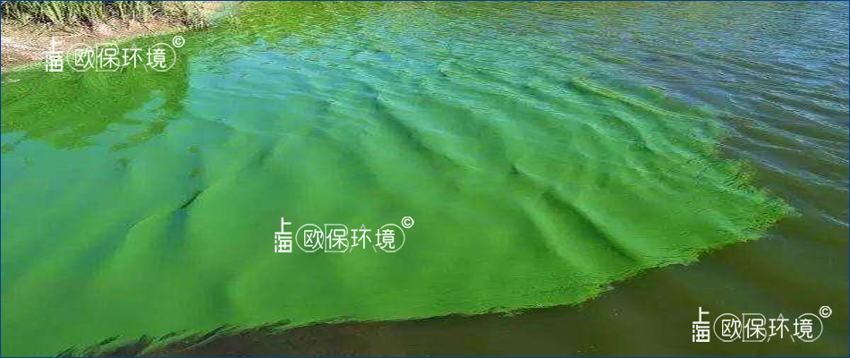 老化腐化的蓝藻聚集漂浮在水面上