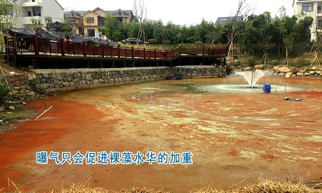 不当的曝气只会促进裸藻水华的加重 不当的曝气只会促进裸藻水华的加重