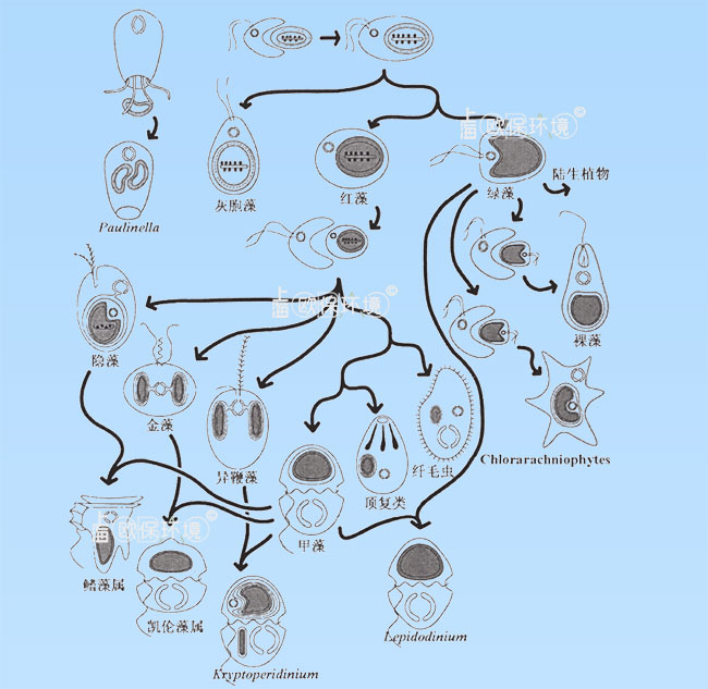 藻类族谱-裸藻对水体危害