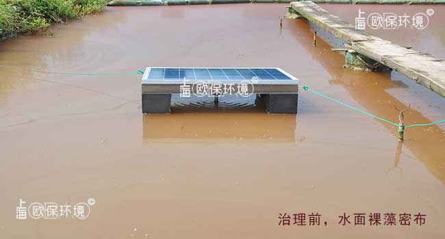 治理前,水面裸藻密布,并伴有气泡溢出,水质严重受到影响 治理前,水面裸藻密布,并伴有气泡溢出,水质严重受到影响