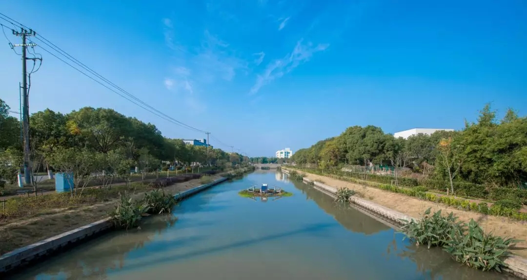 金山区新丰港（一体式太阳能曝气浮岛）