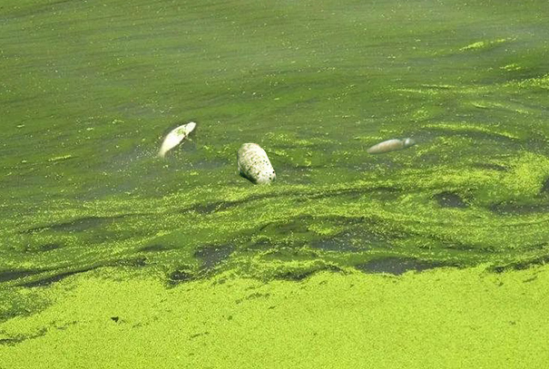 死亡蓝藻含有大量蓝藻毒素