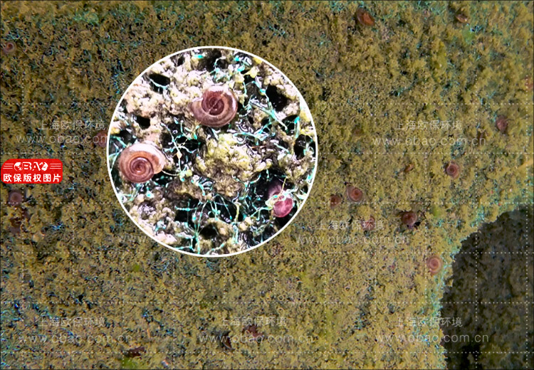 渔业养殖尾水生物处理方法