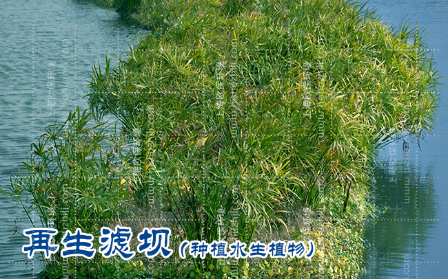 “增强型三池两坝工艺”让养殖尾水变活水！