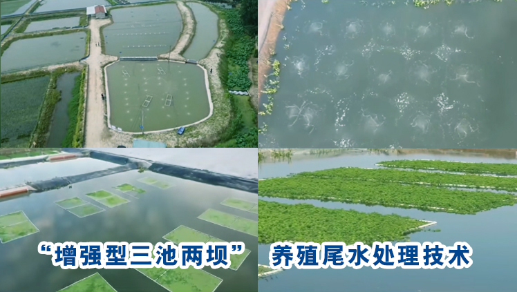 牛蛙养殖尾水处理项目案例分析